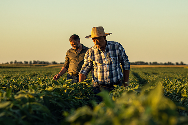 Two people walking through a crop field on a farm